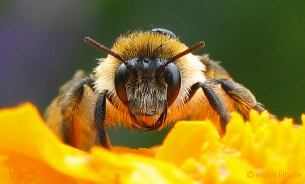 Apis