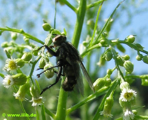 Asilidae