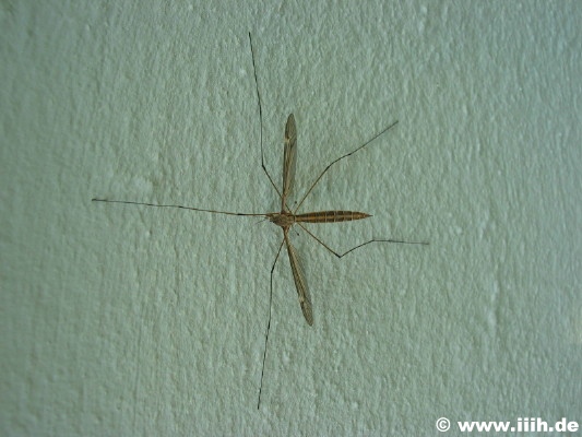 Tripula crocata