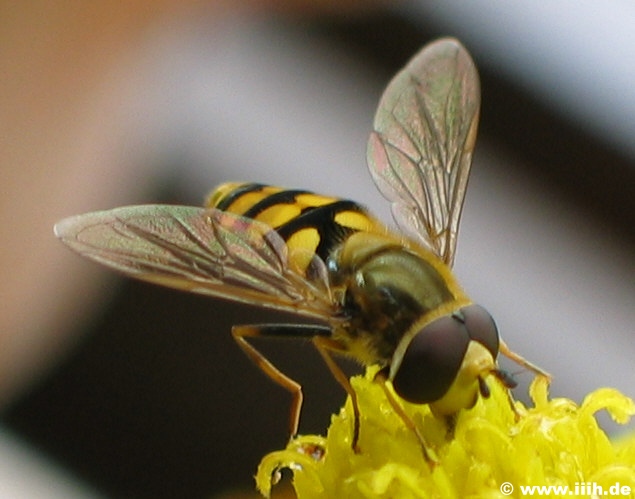 Syrphidae