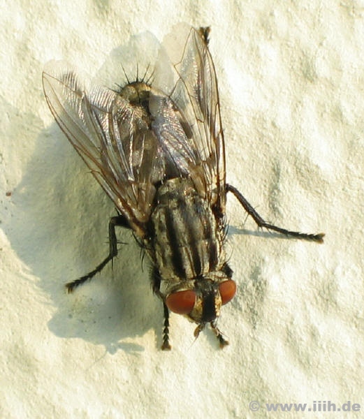 Sarcophagidae