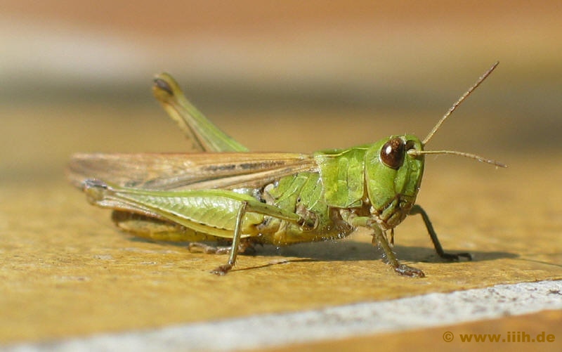 Acrididae