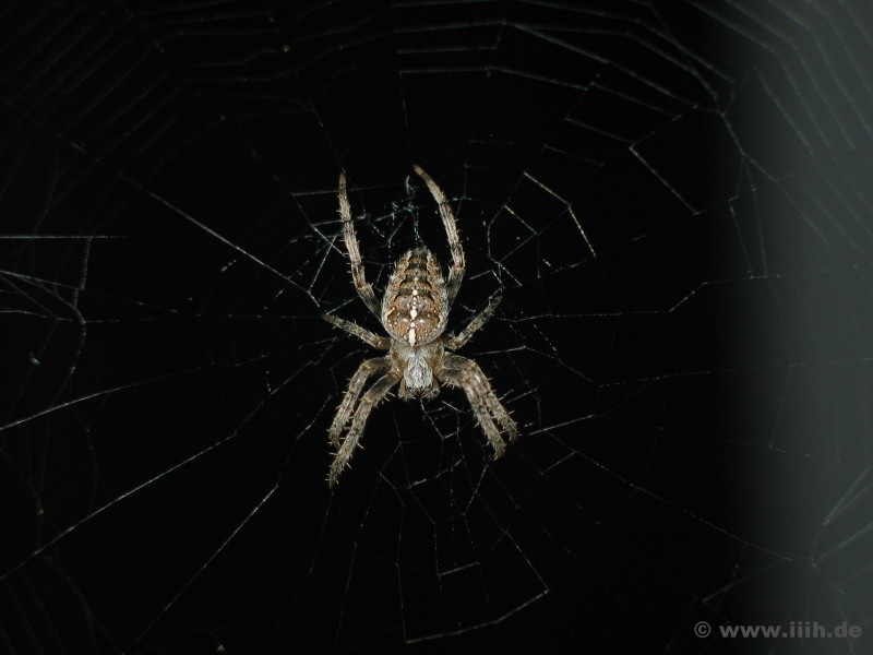 Araneus diadematus