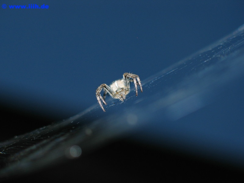 Araneus diadematus