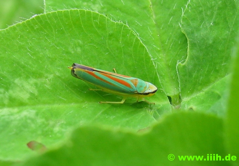 Graphocephala fennahi