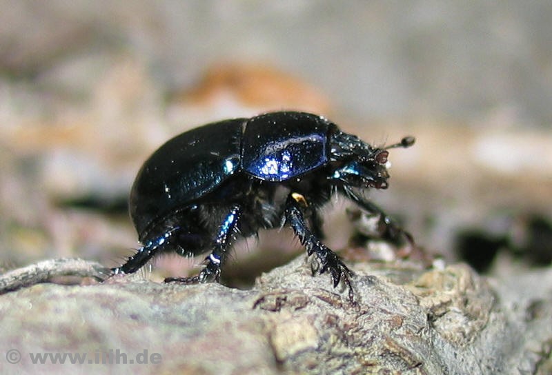 Geotrupes