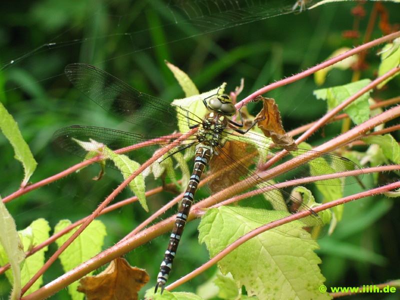 Aeschna sp.