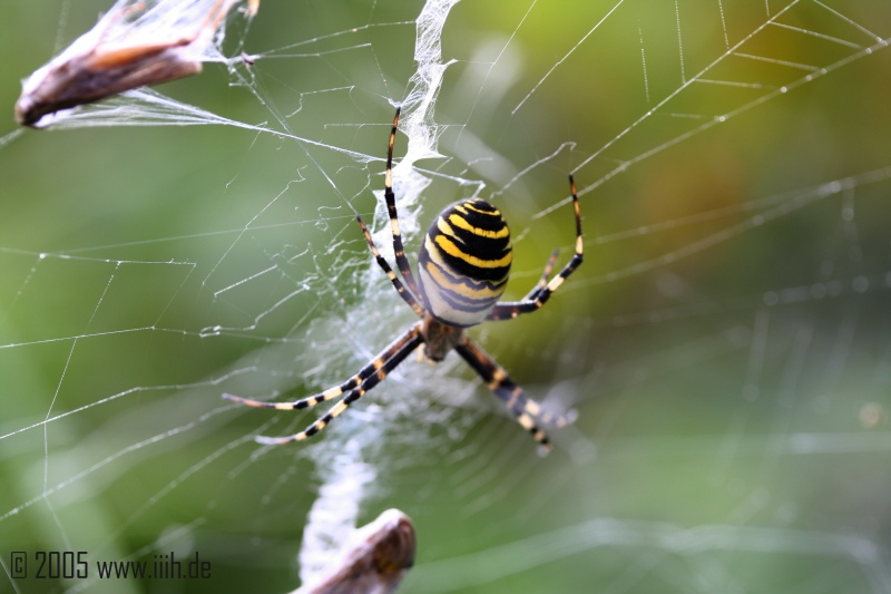 Argiope bruennichi