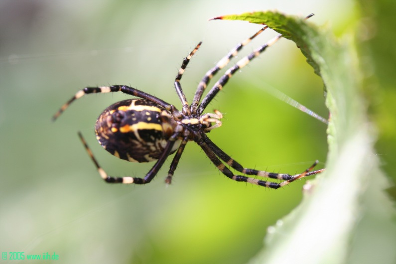 Argiope bruennichi