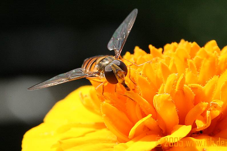 Syrphidae