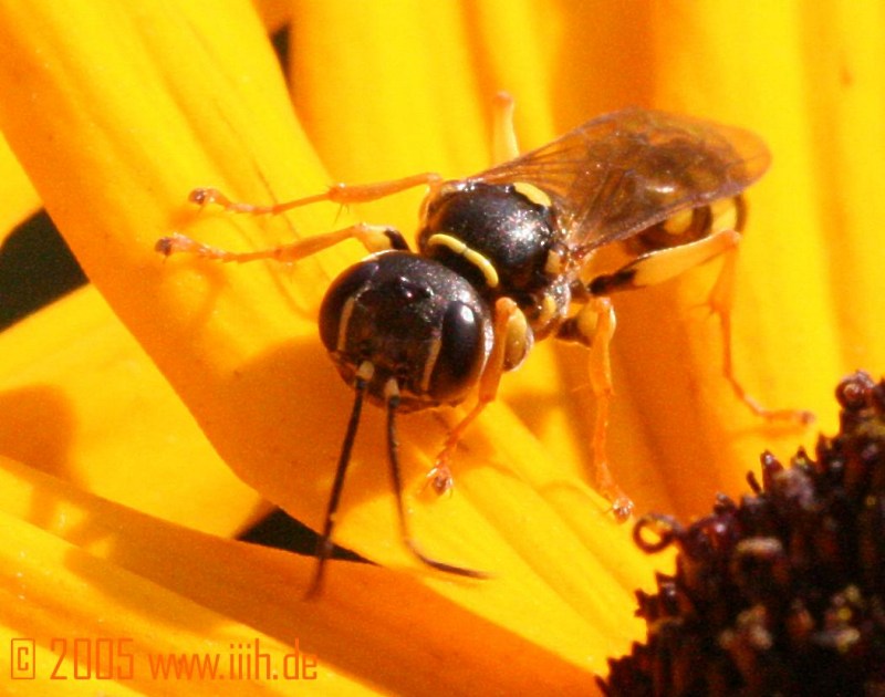 Vespa crabro