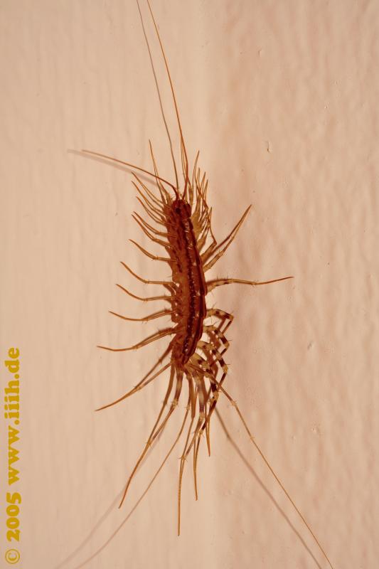 Scutigera coleoptrata