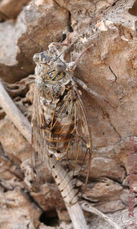 Tribicina haematodes