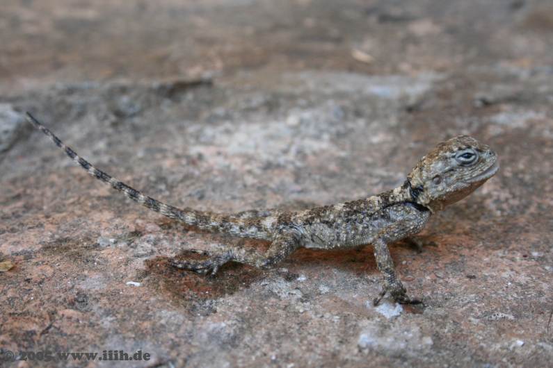 Agama stellio aquis submergi