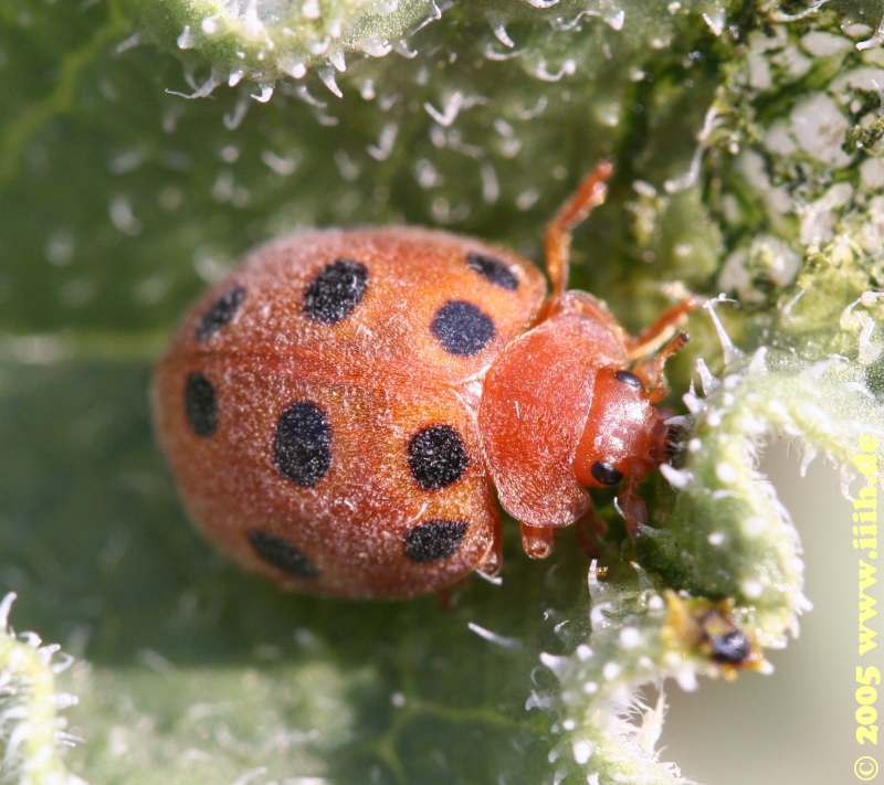 Coleoptera, Coccinellidae