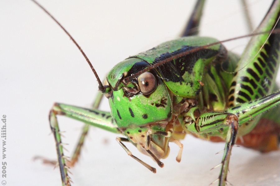 Saltatoria, Tettigonioidae