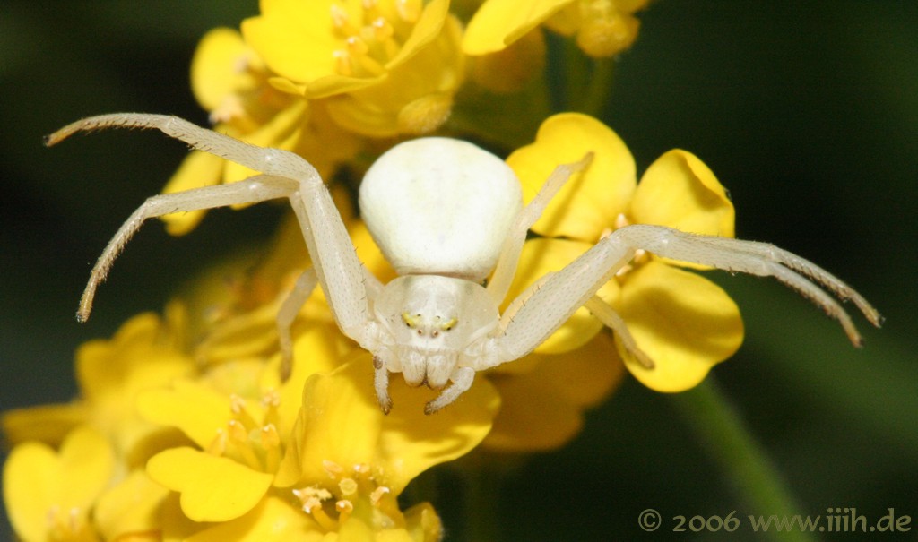 Thomisidae