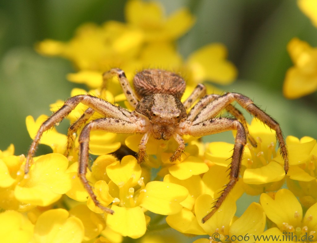 Thomisidae