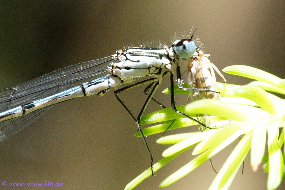 Calopteryx virgo