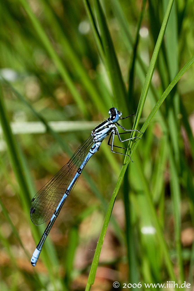 Calopteryx virgo
