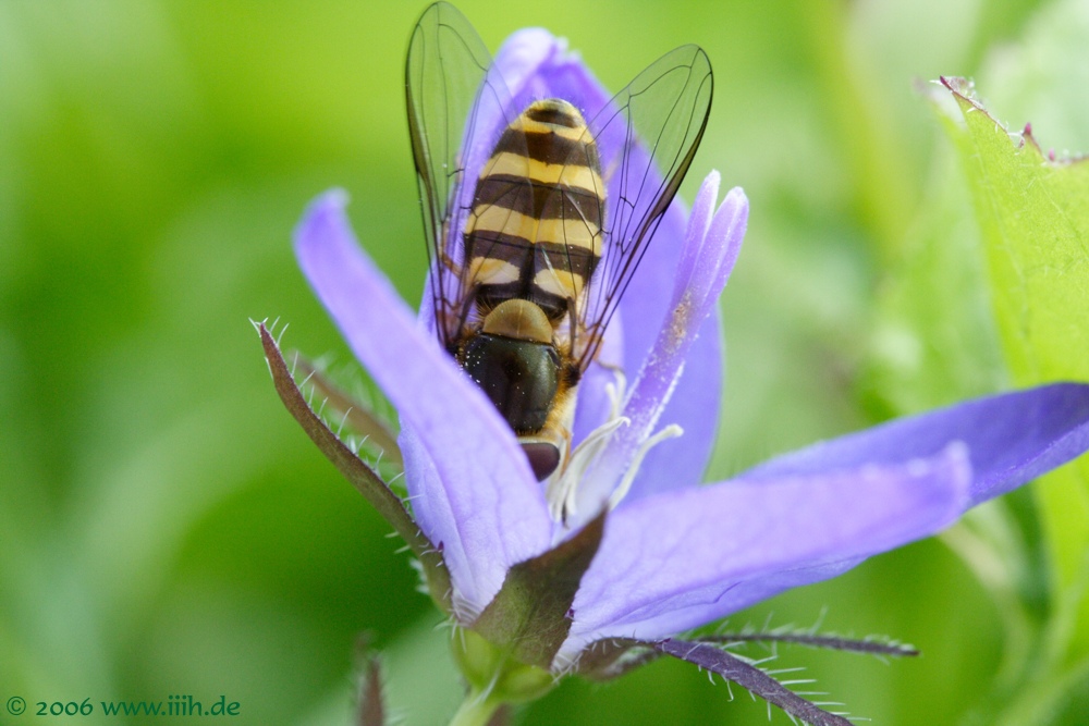 Syrphidae