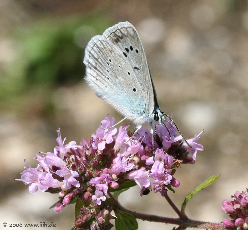 Lycaena sp.