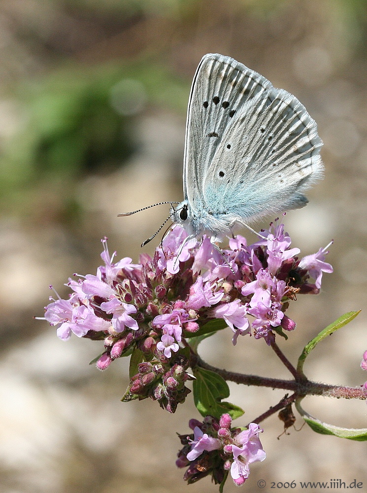 Lycaena sp.