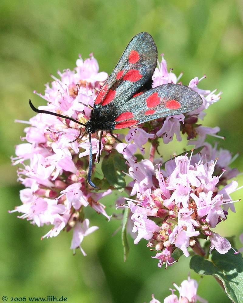 Zygaena filipendula