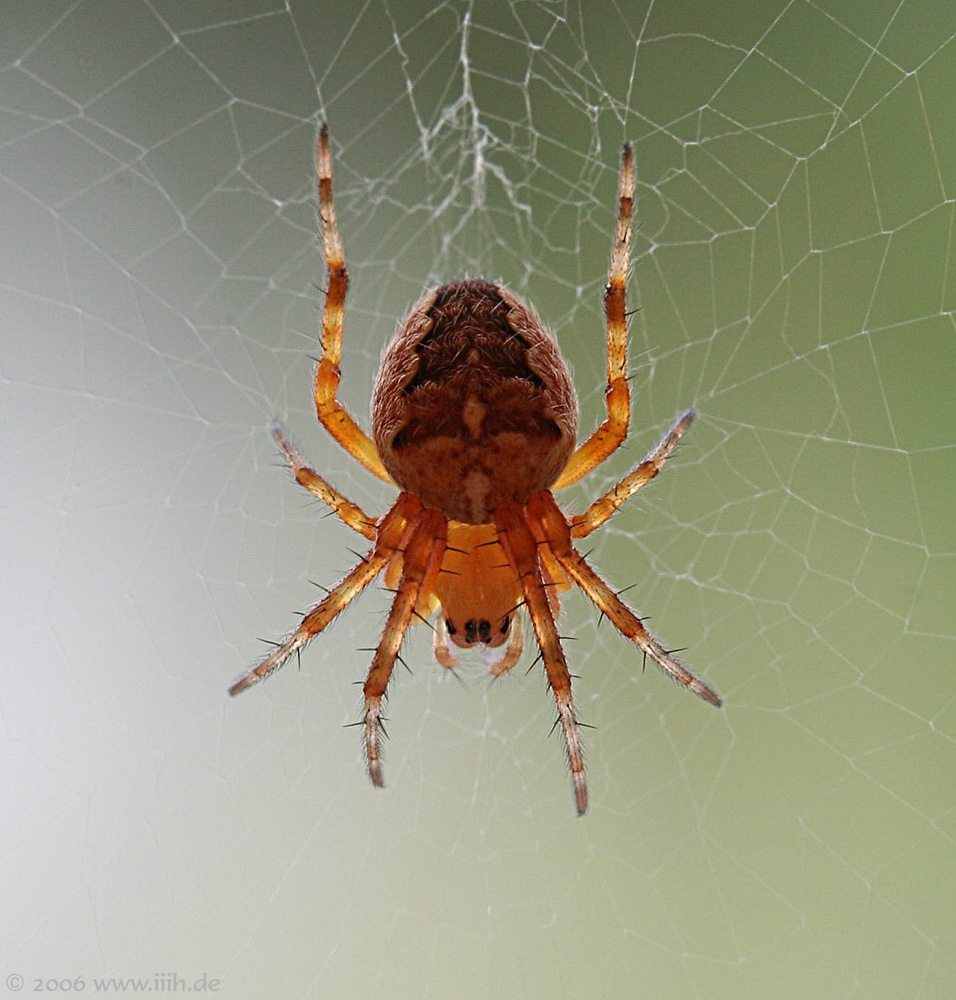 Araneus diadematus