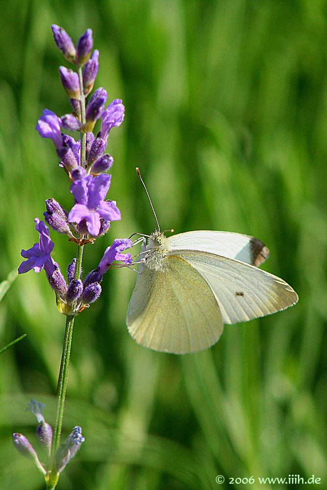 Pieris brassicae