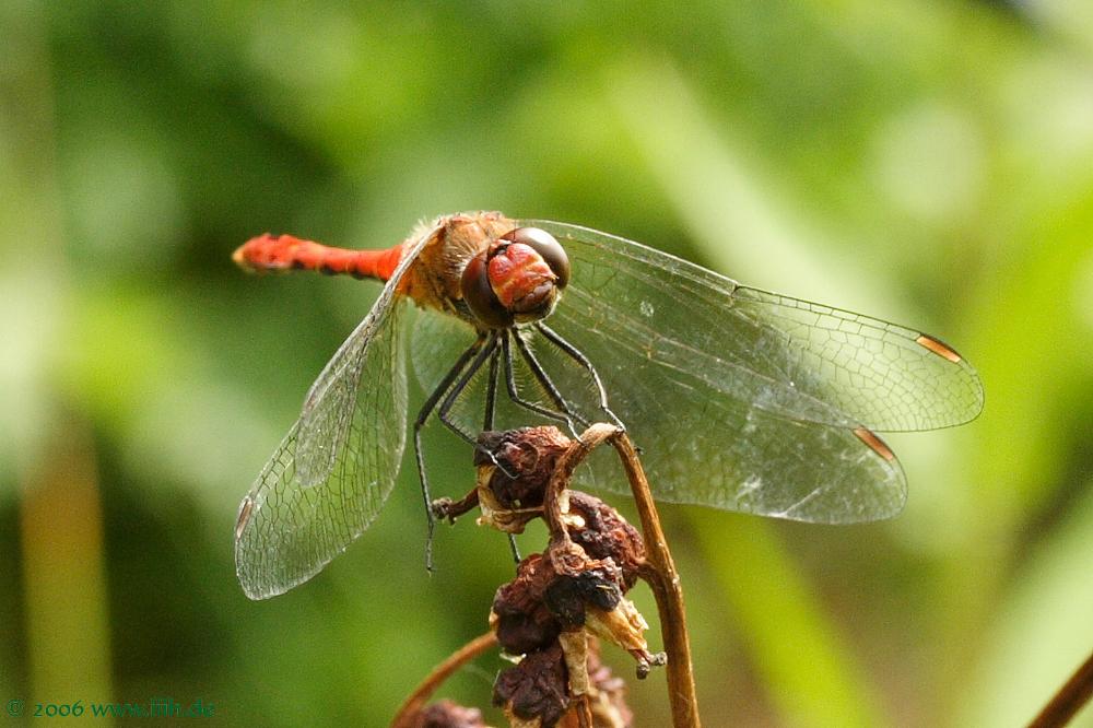 Sympetrum Sanguineum