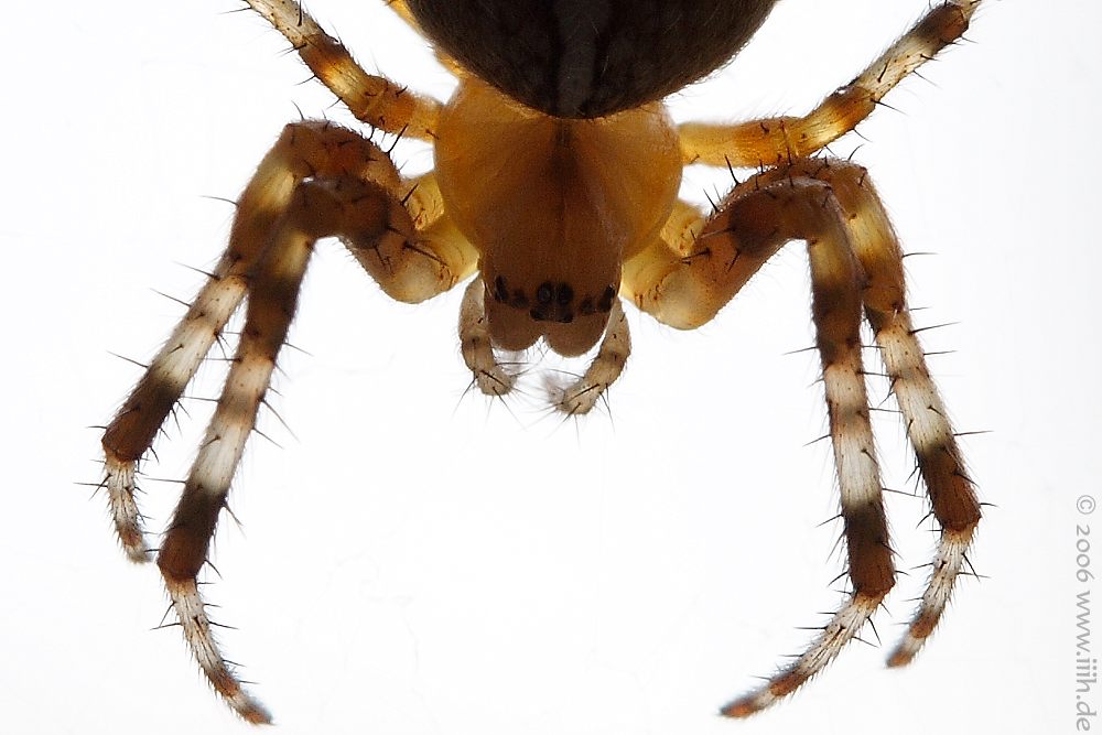 Araneus diadematus