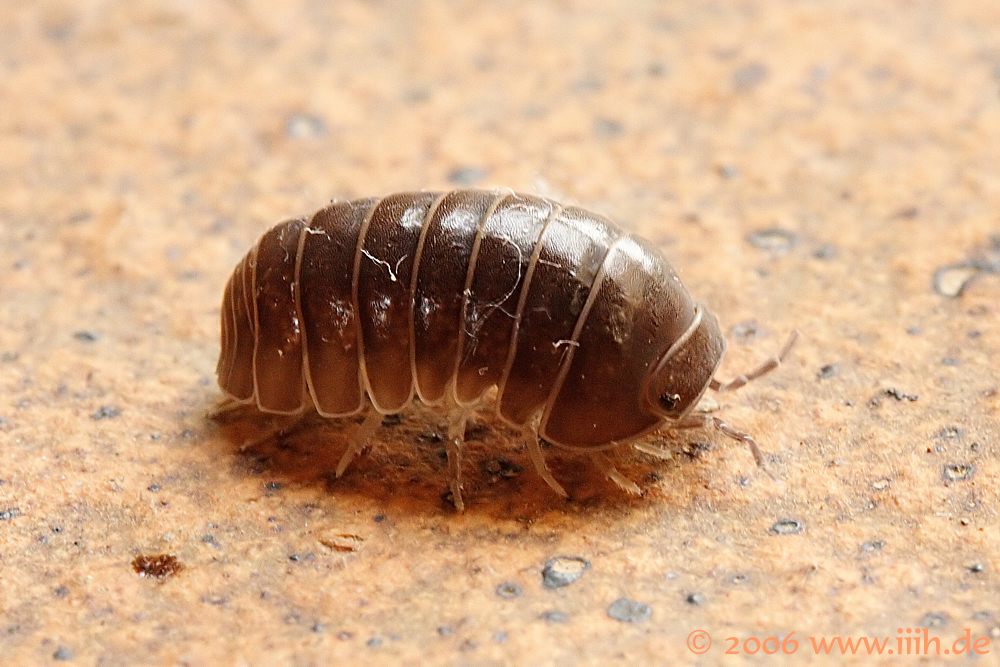 Armadillidium granulatum