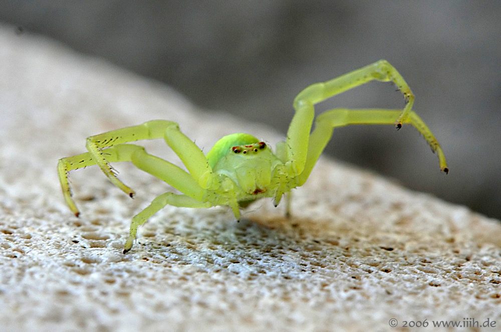 Thomisidae