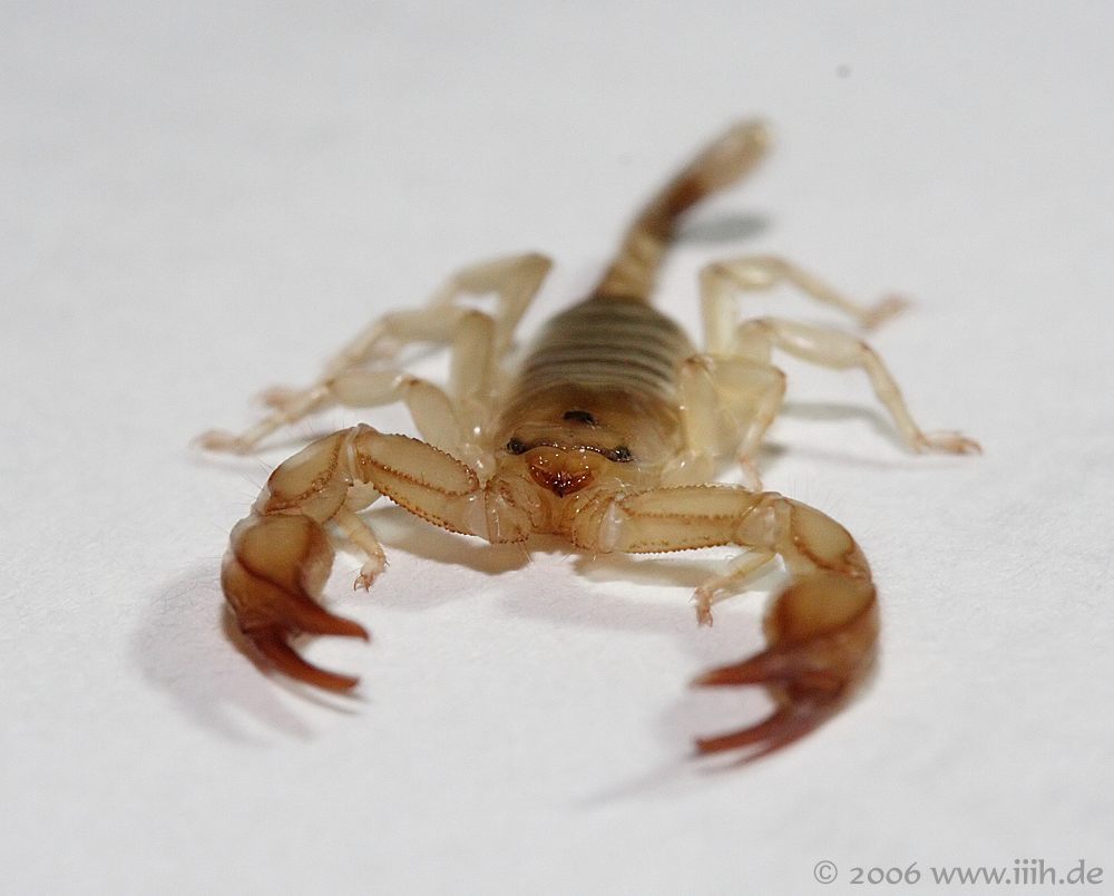 Euscorpius flavicaudis