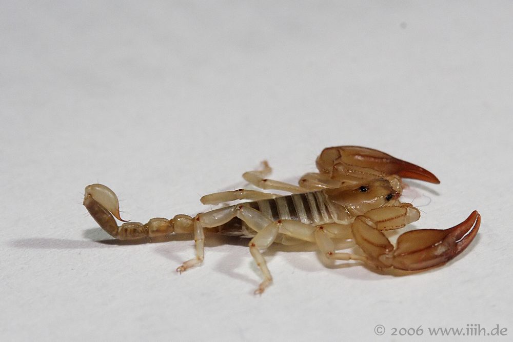 Euscorpius flavicaudis