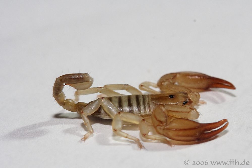 Euscorpius flavicaudis