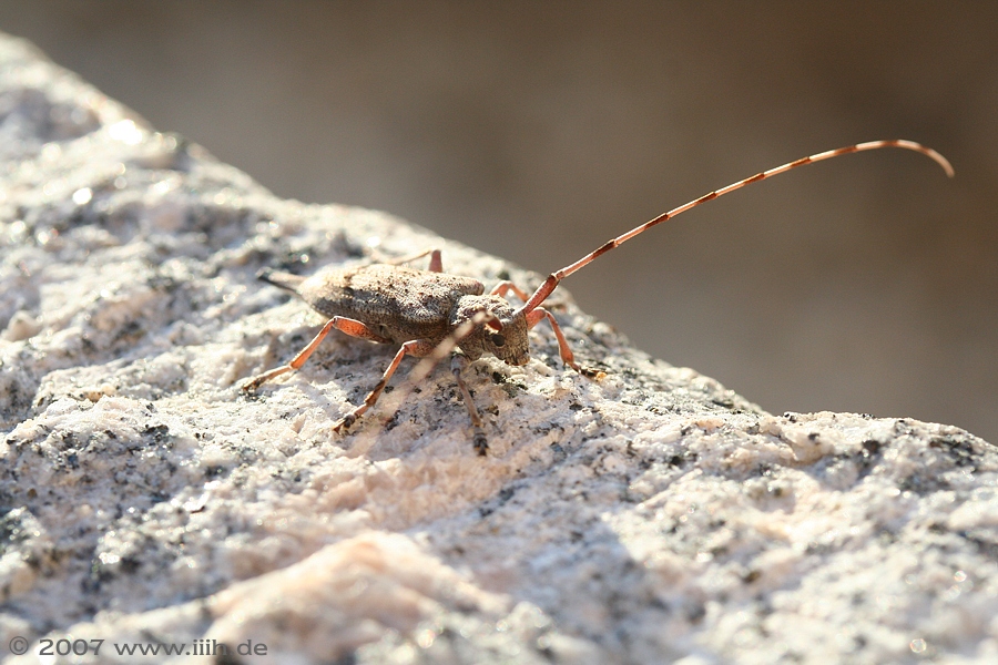 Acanthocinus aedilis