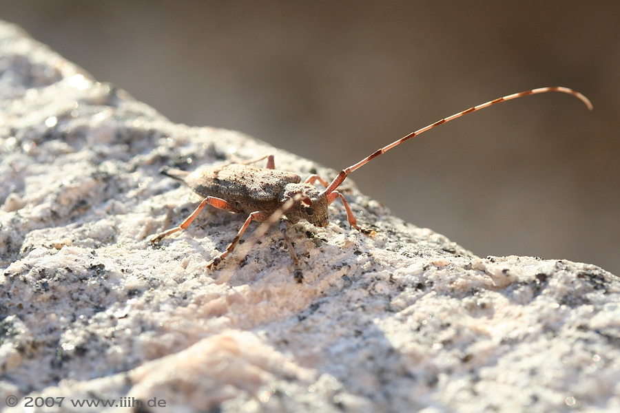 Acanthocinus aedilis