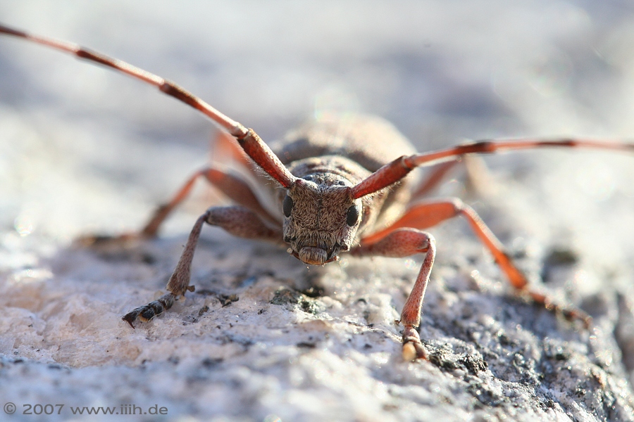 Acanthocinus aedilis