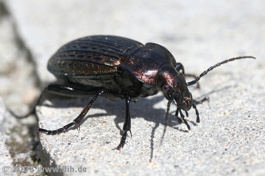 Coleoptera Carabidae Carabus sp.