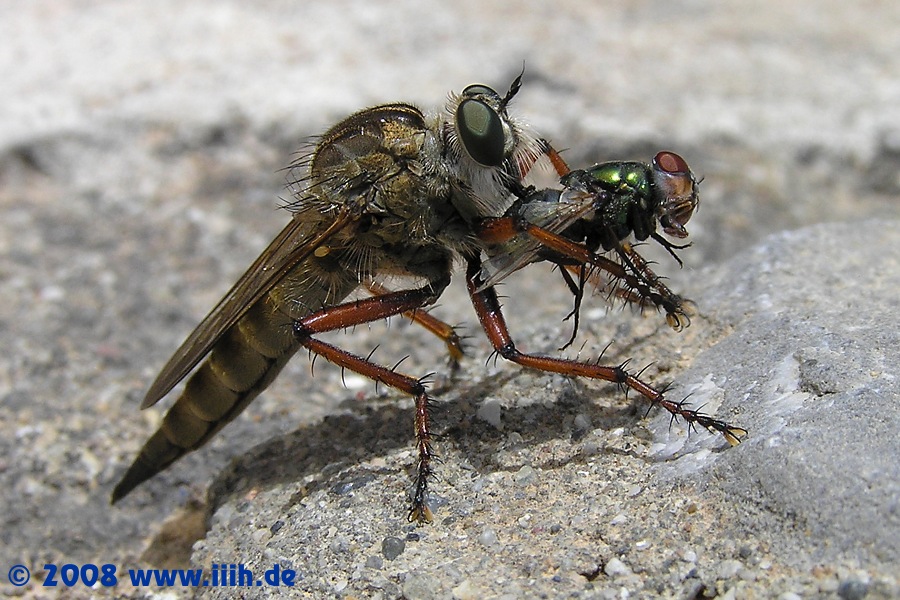 Asilidae mit Beute Lucilia