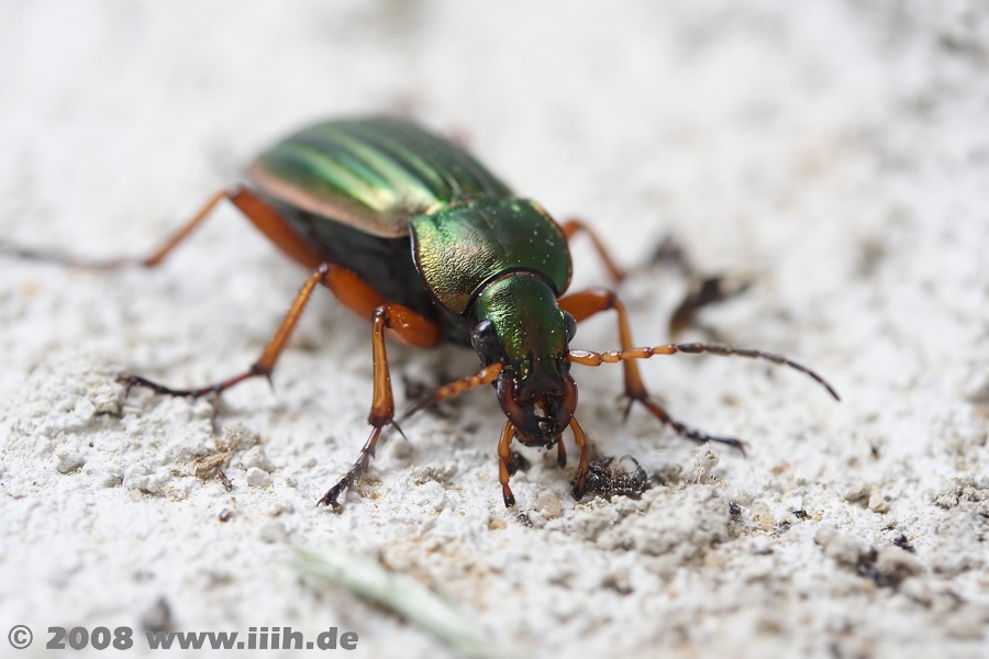 Carabus auratus