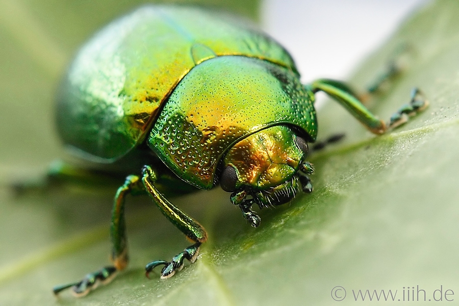 Chrysolina graminis