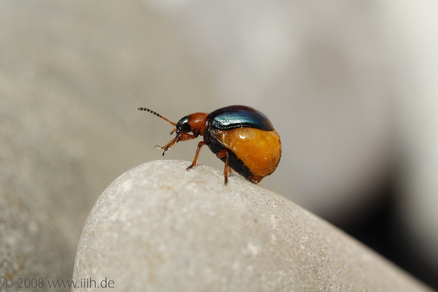 Gastrophysa polygoni