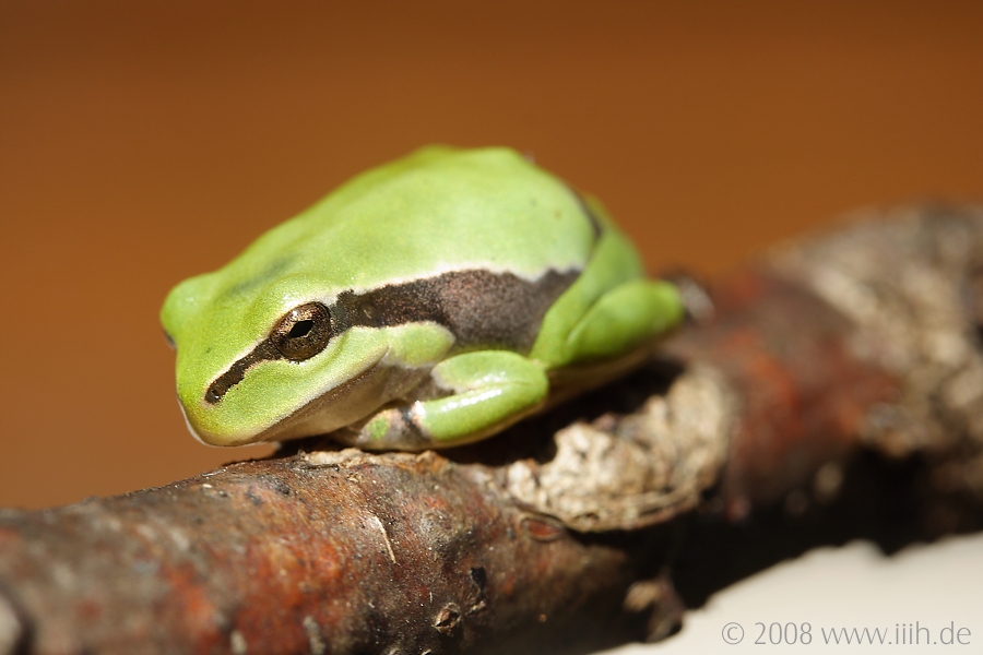 Hyla arborea