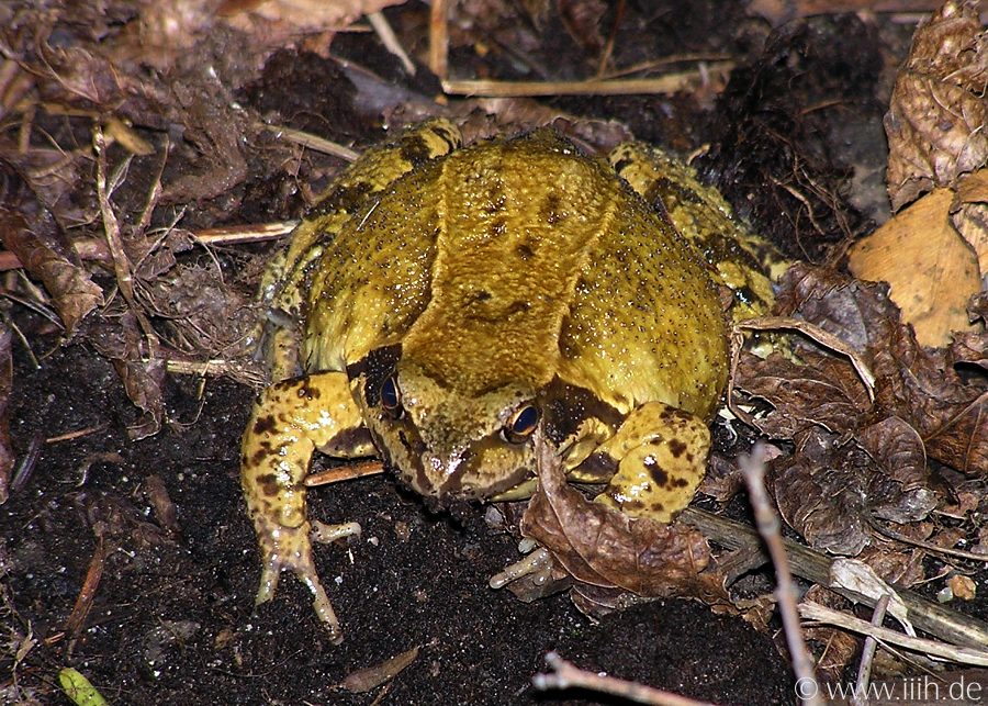 Rana temporaria