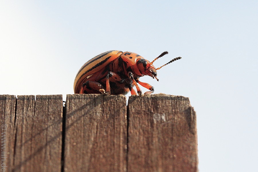 Leptinotarsa decemlineata