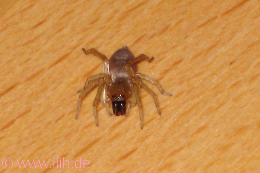 Salticidae