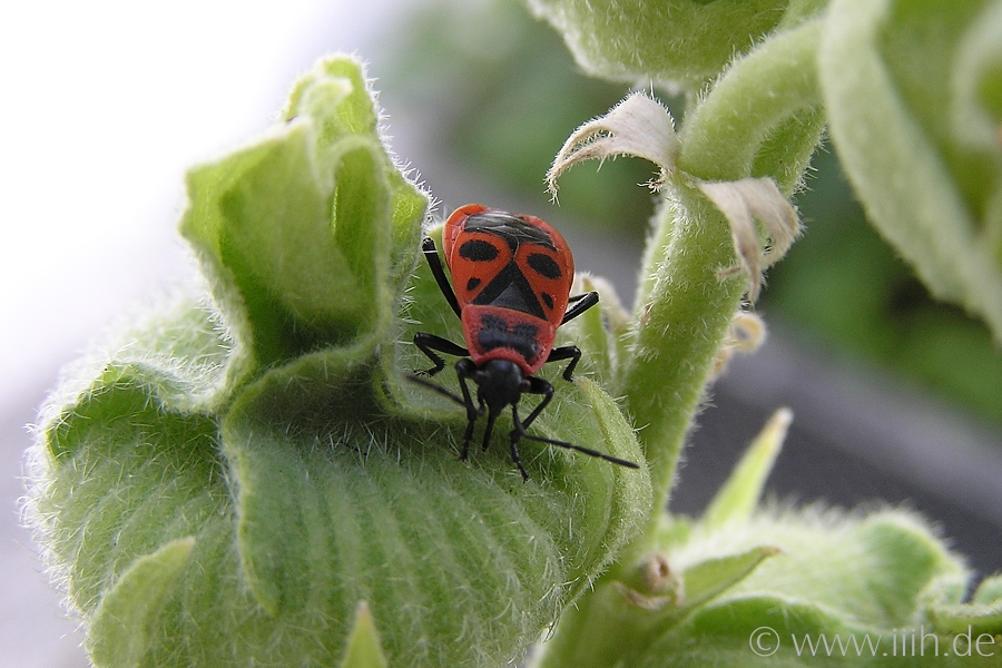 Pyrrhocoris apterus